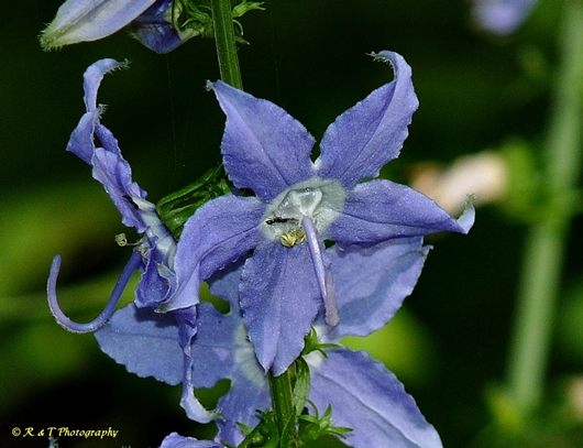 {Campanula americana}